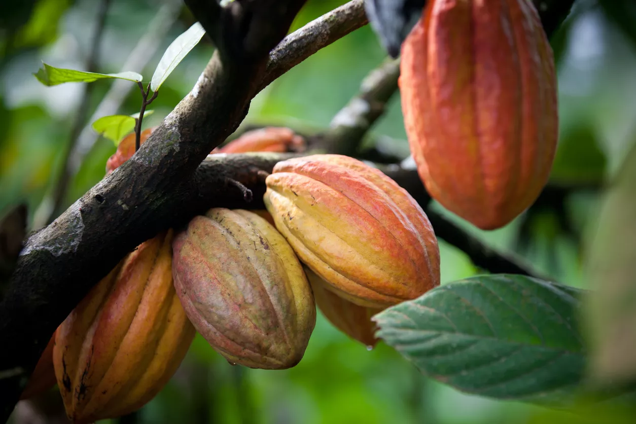 100% Fairtrade Certified Guylian Paves The Way For The Chocolate